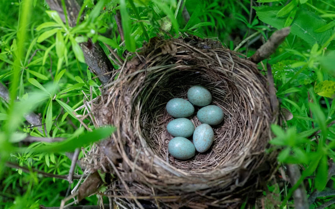 Amsel Eier – Anzahl, Brutverhalten und Schutz der Gelege