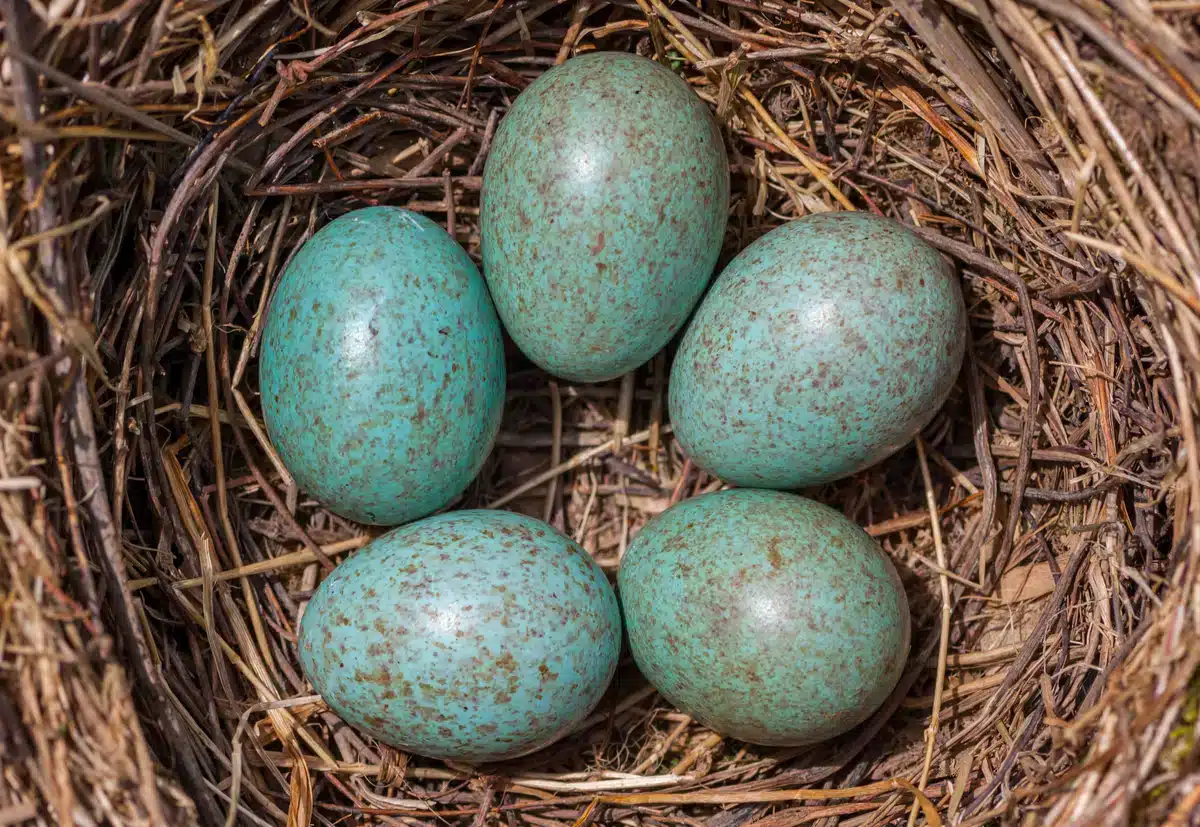 Amsel Eier im Nest - Wildtiere in Europa