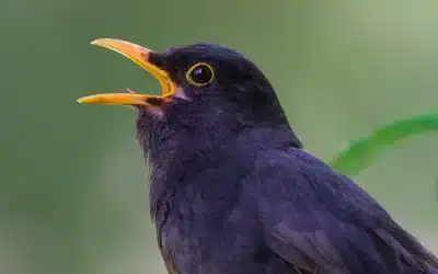 Der Amsel Gesang: Eine der schönsten Stimmen der Natur