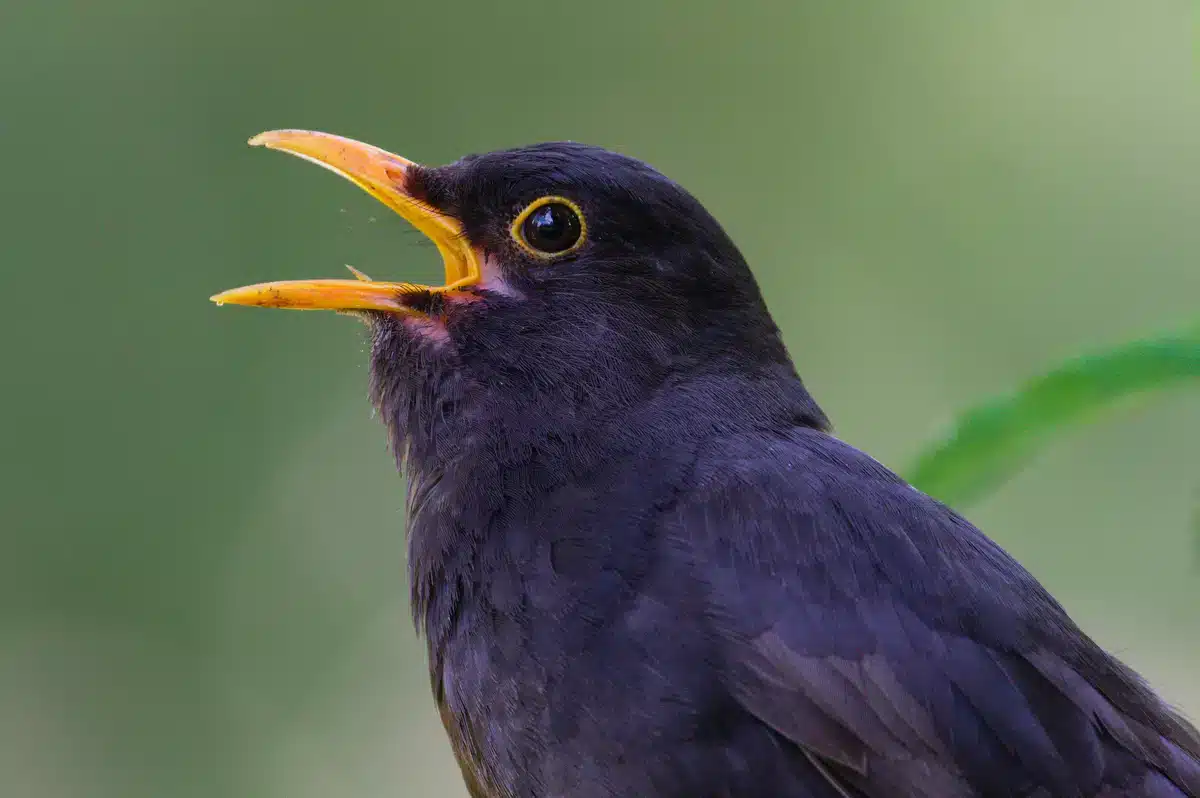 Amsel Gesang - Wildtiere in Europa Amsel Gesang - Wildtiere in Europa
