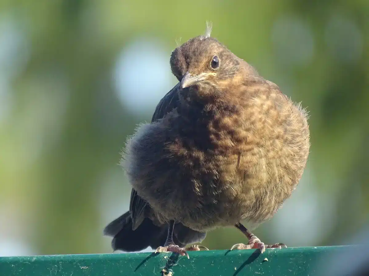 Amsel Jungvogel - Wildtiere in Europa