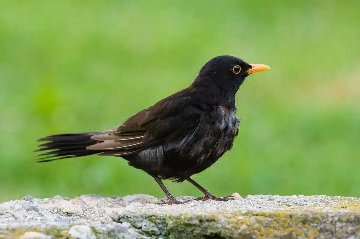 Amsel Virus - Wildtiere in Europa Amsel Virus - Wildtiere in Europa