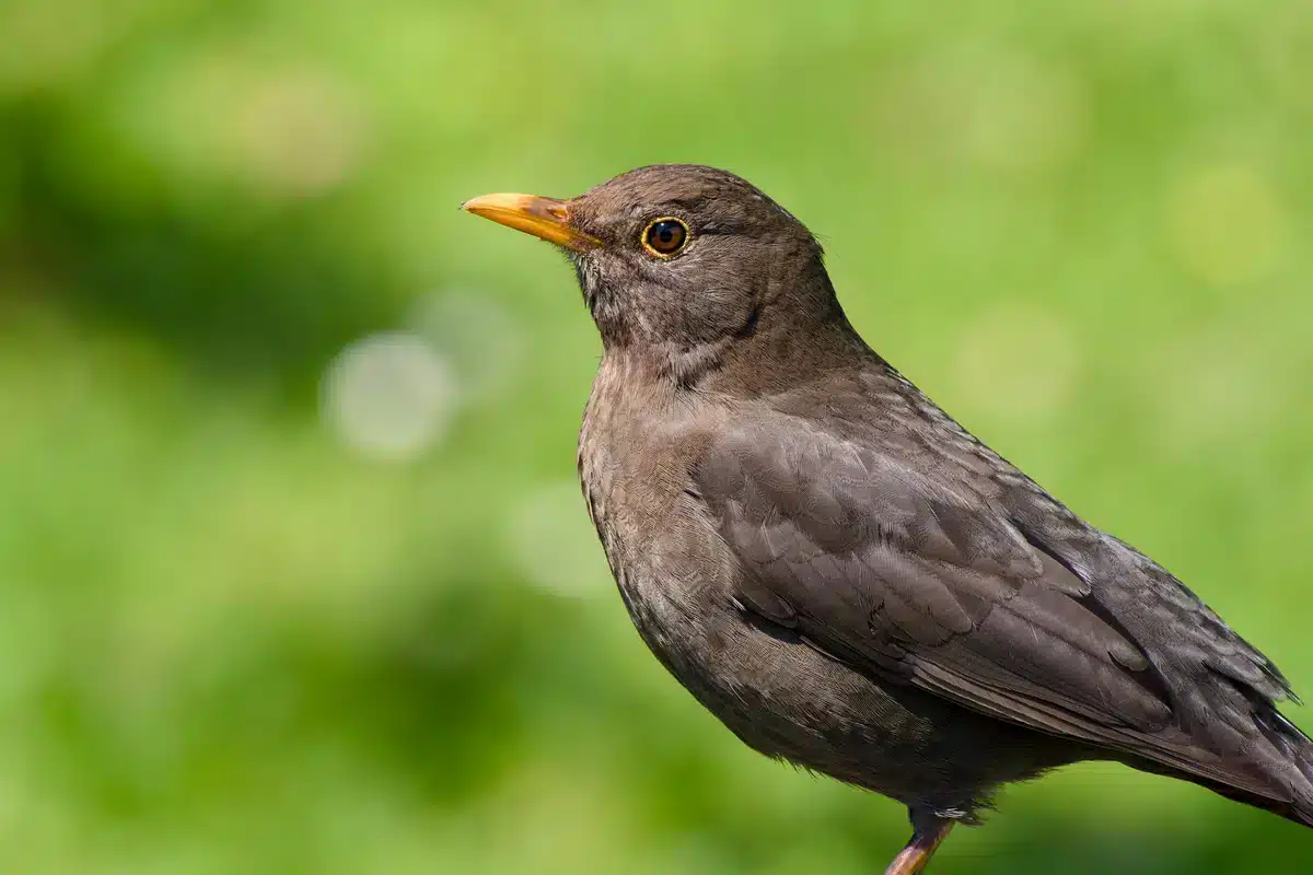 Amsel Weibchen - Wildtiere in Europa