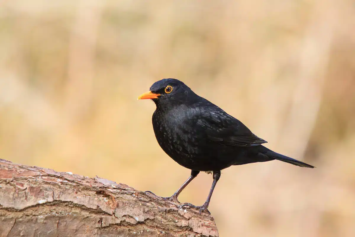Anderer Name der Amsel - Wildtiere in Europa Anderer Name der Amsel - Wildtiere in Europa