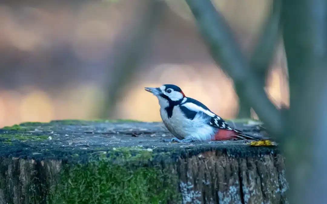 Aussehen Buntspecht – so erkennst du diesen auffälligen Vogel auf einen Blick