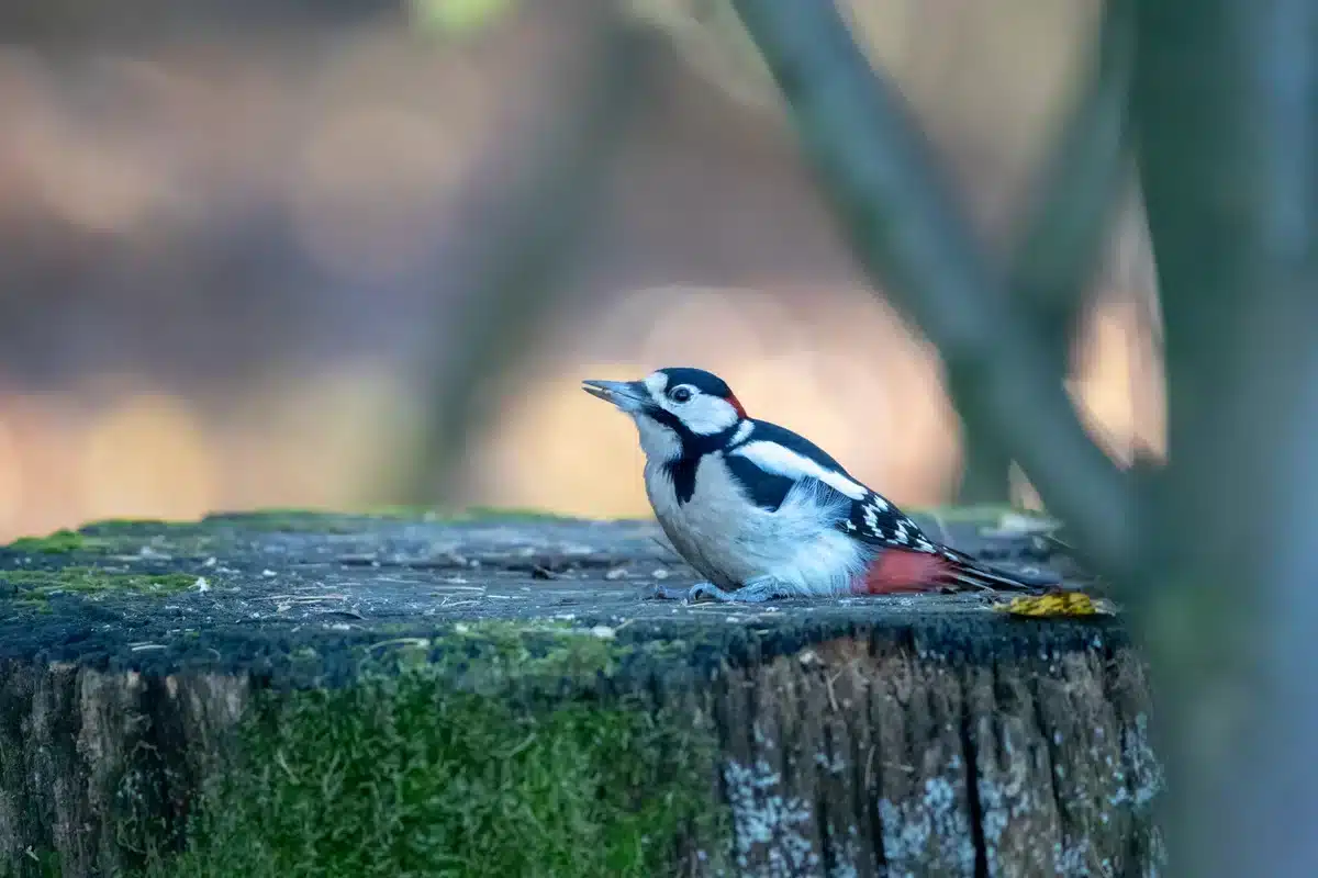 Aussehen Buntspecht - Vögel in Europa Aussehen Buntspecht - Vögel in Europa