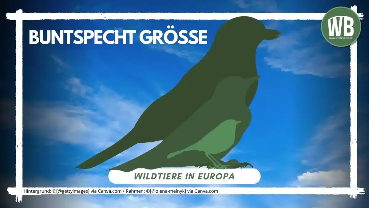 Beitragsbild Buntspecht GröĂe - Vögel in Europa Beitragsbild Buntspecht GröĂe - Vögel in Europa