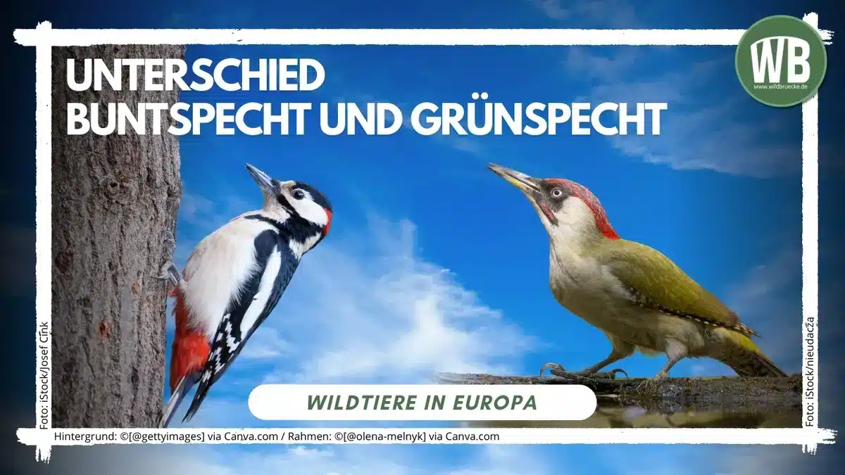 Beitragsbild Unterschied Buntspecht und GrĂŒnspecht - Vögel in Europa Beitragsbild Unterschied Buntspecht und GrĂŒnspecht - Vögel in Europa