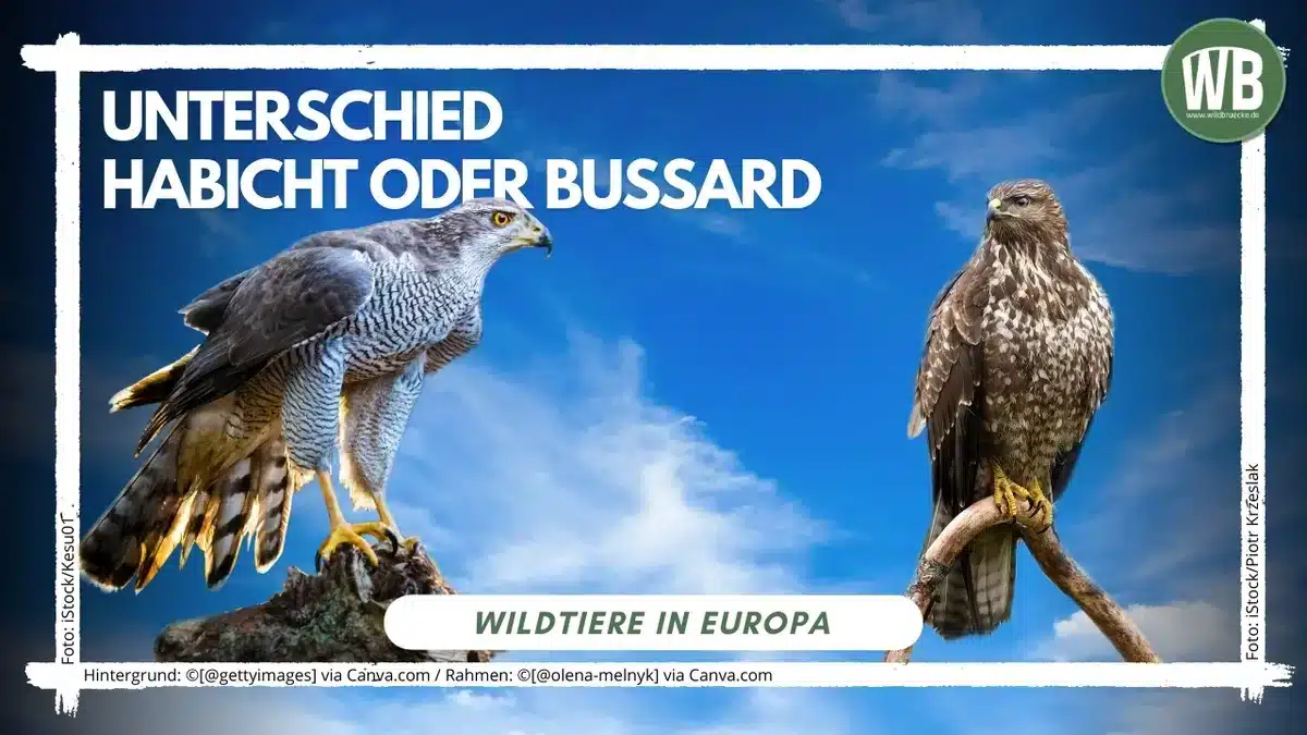 Beitragsbild Unterschied Habicht oder Bussard - Vögel in Europa Beitragsbild Unterschied Habicht oder Bussard - Vögel in Europa