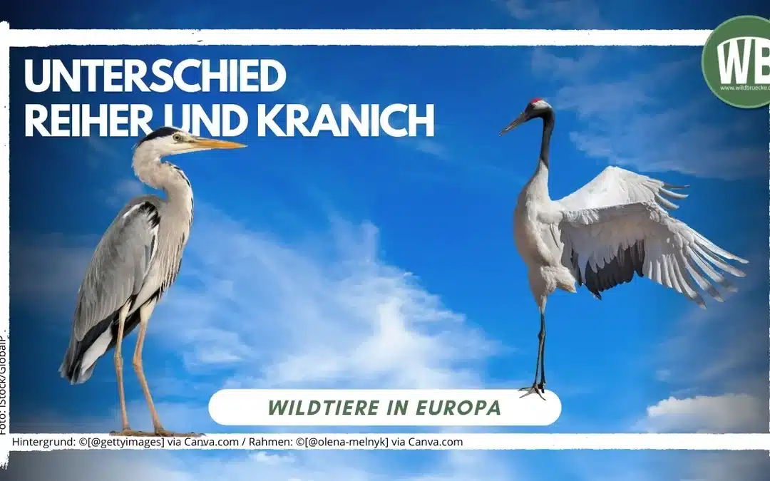 Unterschied Reiher und Kranich – So erkennst du, welcher Vogel vor dir steht