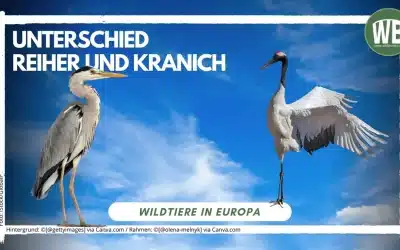 Unterschied Reiher und Kranich – So erkennst du, welcher Vogel vor dir steht