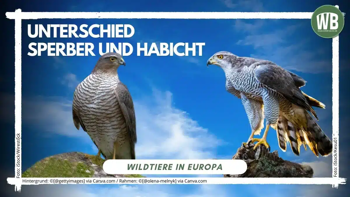 Beitragsbild Unterschied Sperber und Habicht - Vögel in Europa Beitragsbild Unterschied Sperber und Habicht - Vögel in Europa