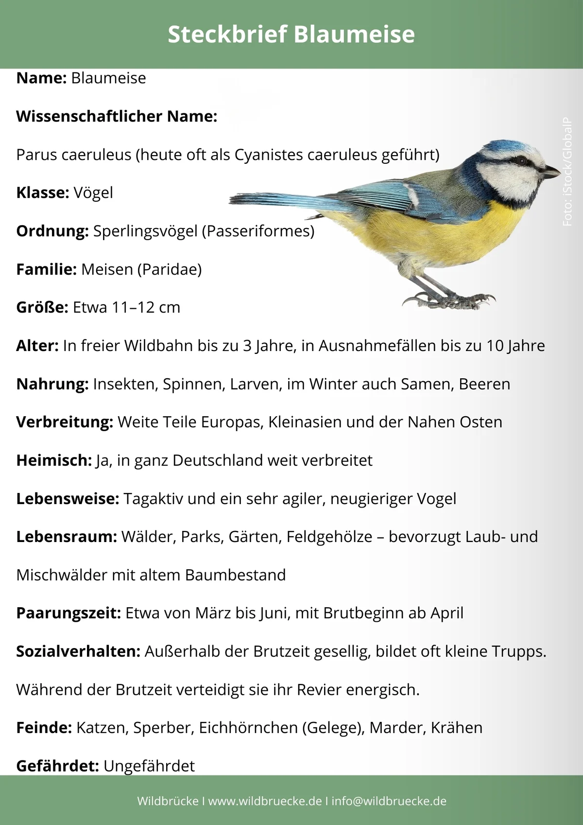 Blaumeise Steckbrief - Vögel in Europa
