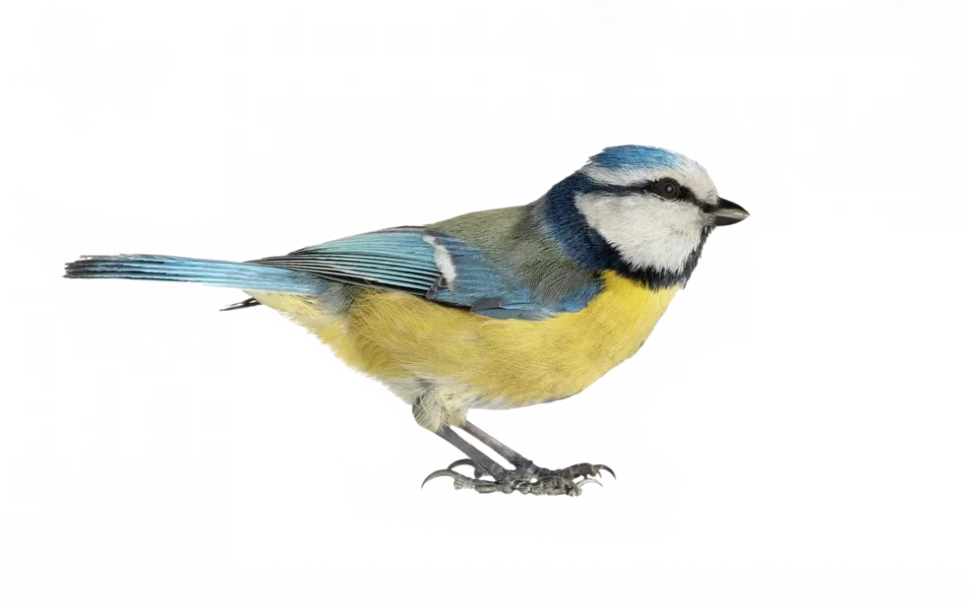 Blaumeise