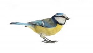 Blaumeise - Vögel in Europa