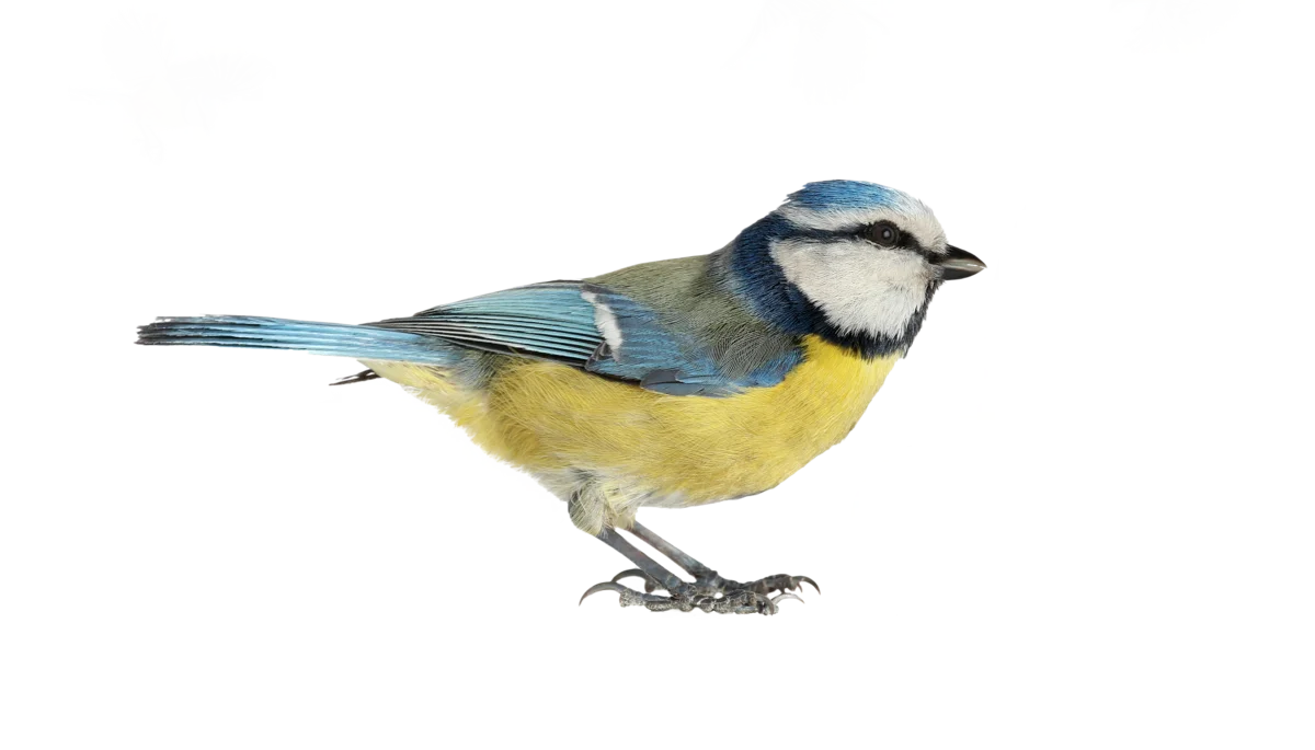 Blaumeise - Vögel in Europa Blaumeise - Vögel in Europa