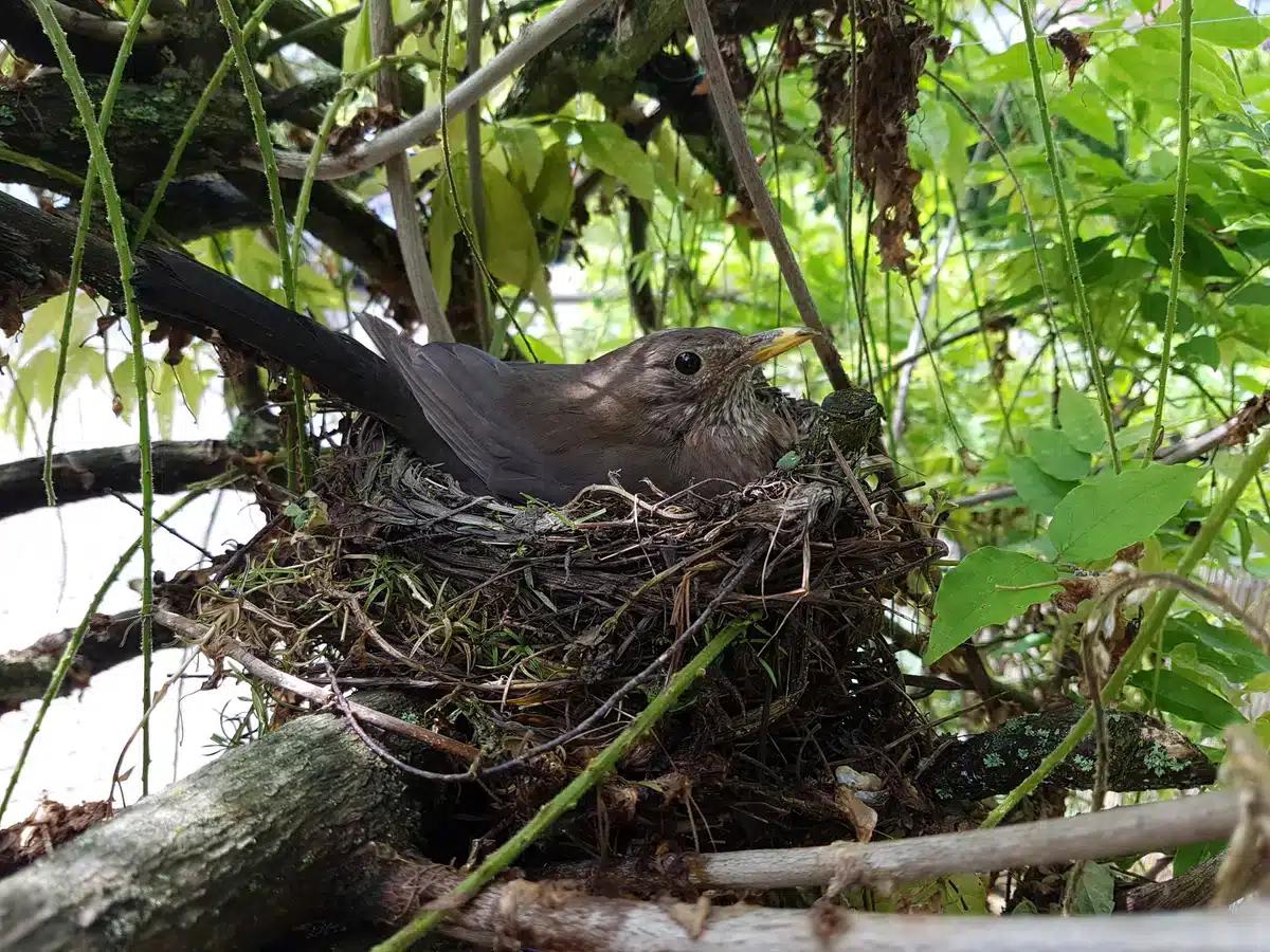Brutzeit einer Amsel - Wildtiere in Europa