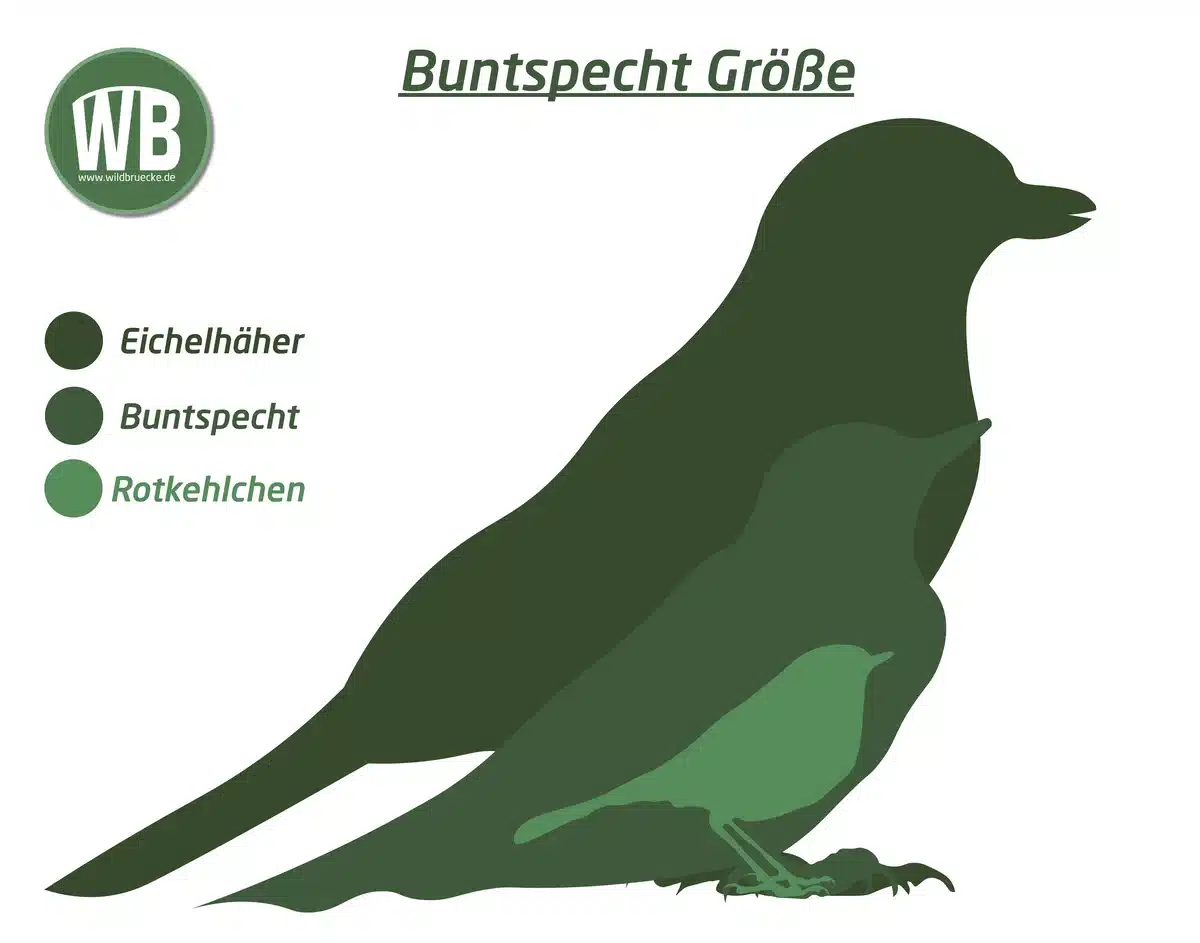 Buntspecht Größe im Vergleich zum Eichelhäher und Rotkehlchen - Vögel in Europa