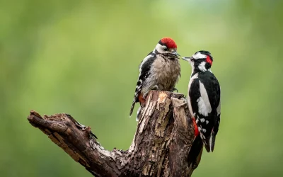 So erkennst du den Buntspecht Jungvogel – Merkmale, Verhalten und Entwicklung