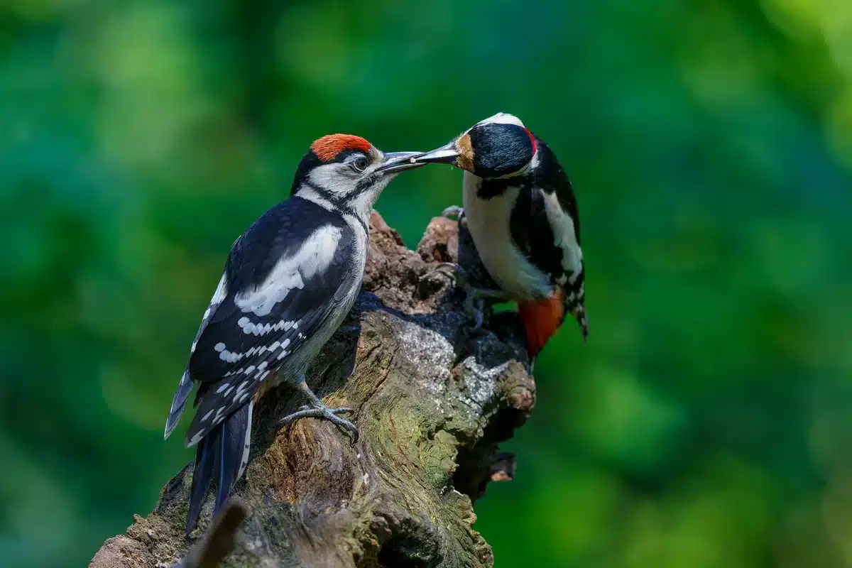 Buntspecht Jungvogel mit adultem Buntspecht - Vögel in Europa