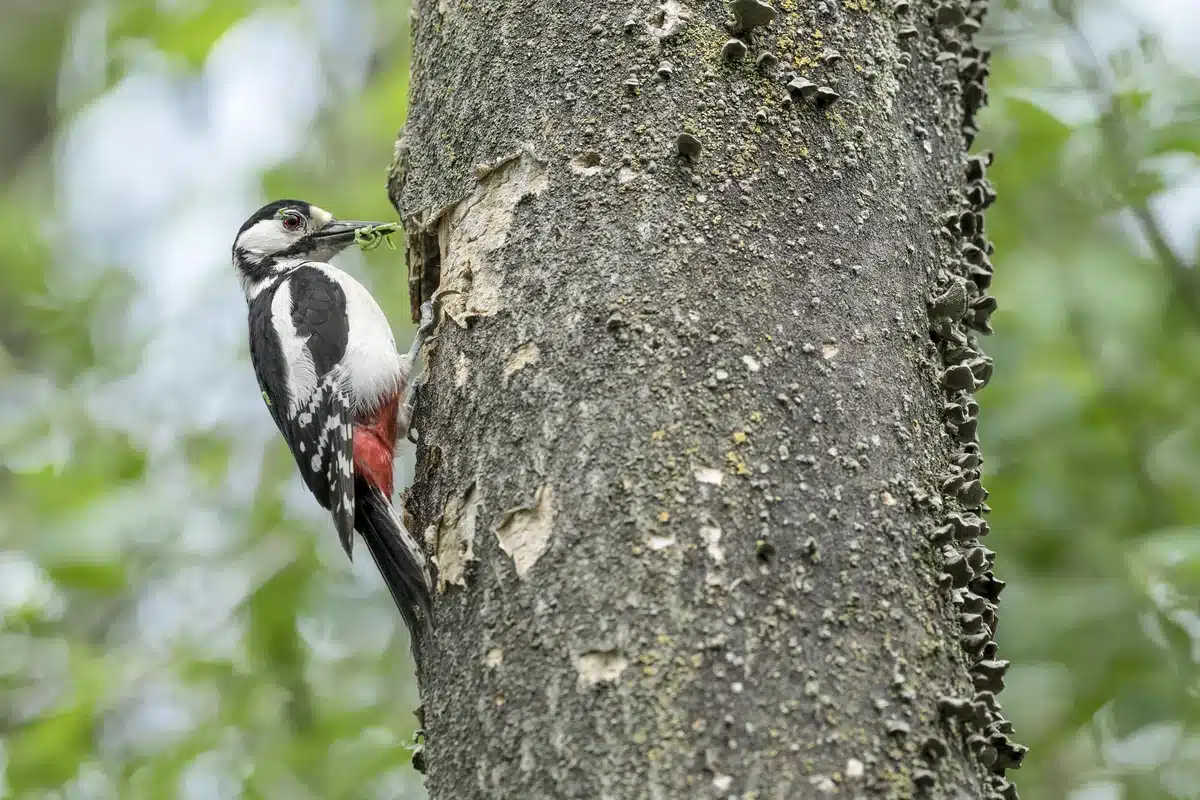 Buntspecht Nahrung - Vögel in Europa