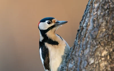 Der Buntspecht Ruf – So klingt der heimliche Trommler unserer Wälder