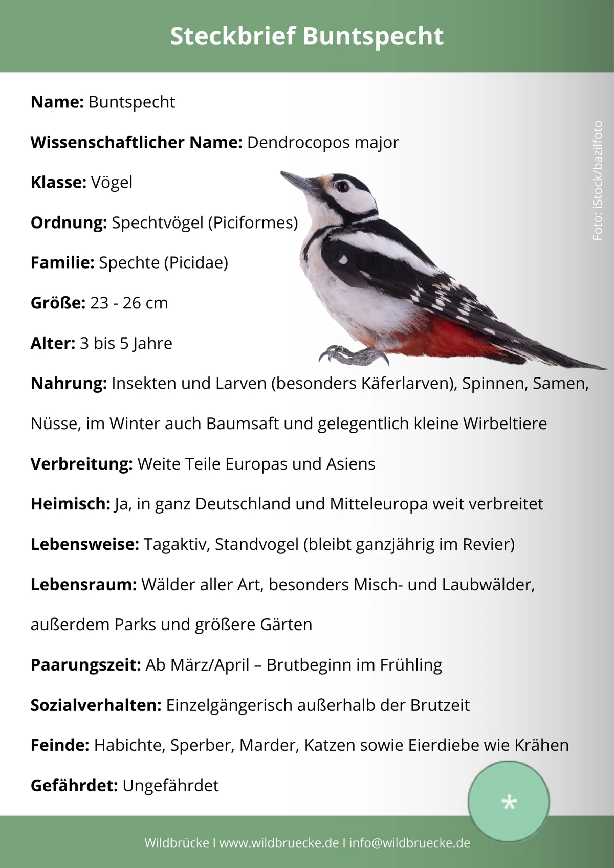 Buntspecht Steckbrief - Vögel in Europa