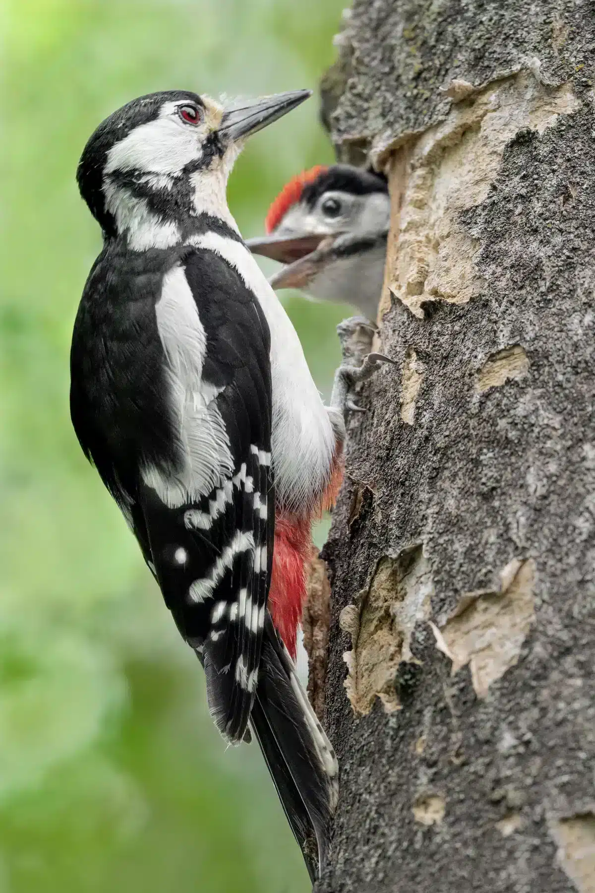 Buntspecht Weibchen mit Jungvogel - Vögel in Europa