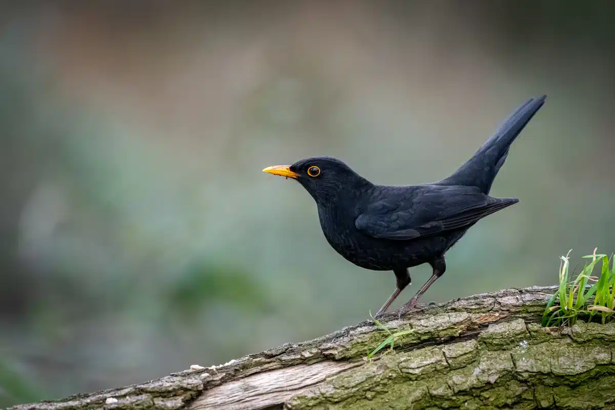 Das Amsel Virus - Wildtiere in Europa