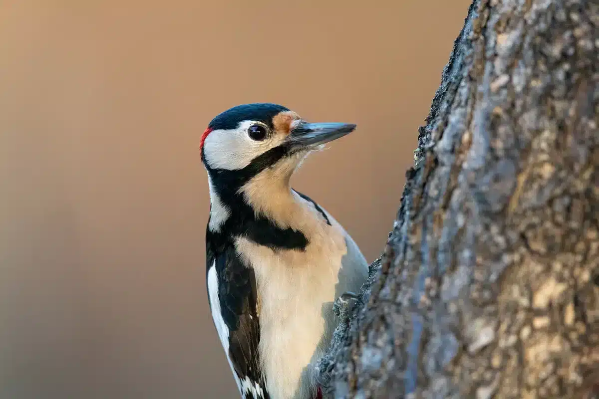 Das Buntspecht MÀnnchen - Vögel in Europa Das Buntspecht MÀnnchen - Vögel in Europa