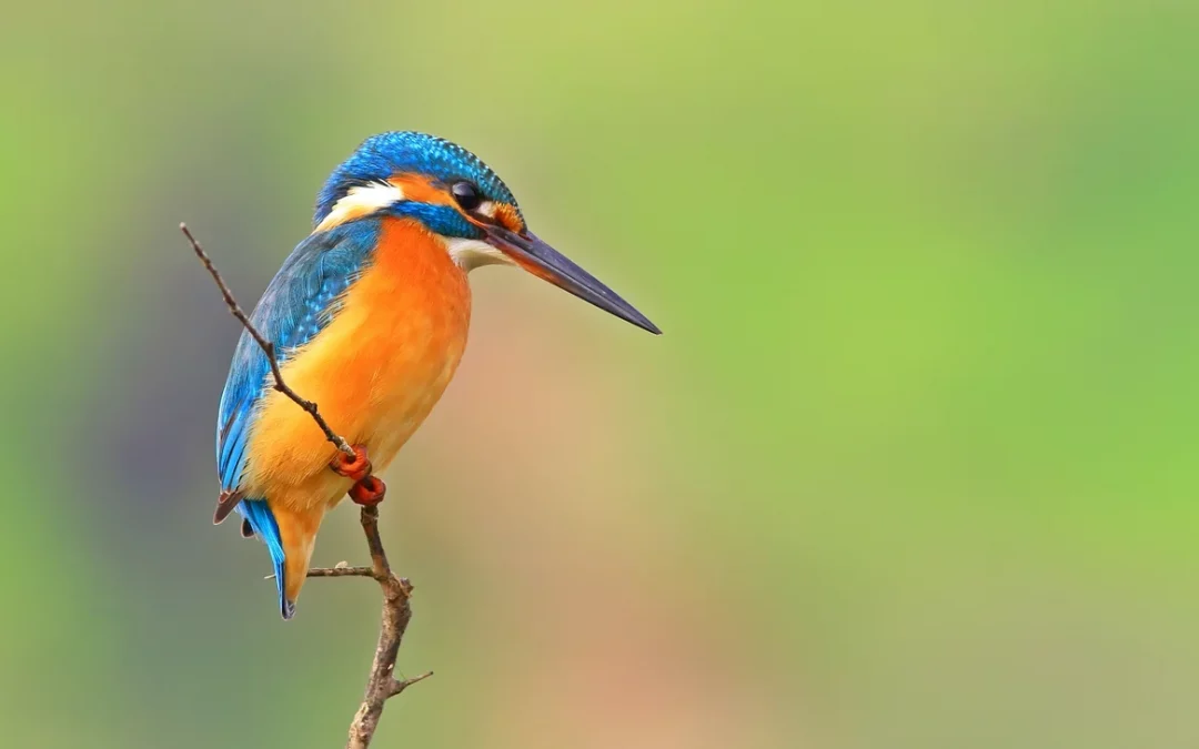 Eisvogel Weibchen: So erkennst du das Weibchen des schillernden Fischjägers