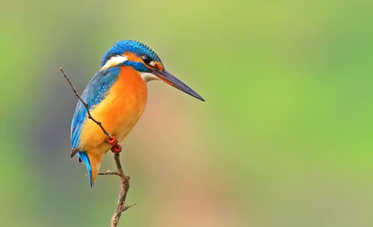 Das Eisvogel Weibchen - Vögel in Europa Das Eisvogel Weibchen - Vögel in Europa