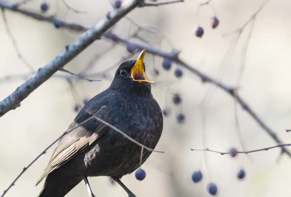 Der Amsel Gesang - Wildtiere in Europa