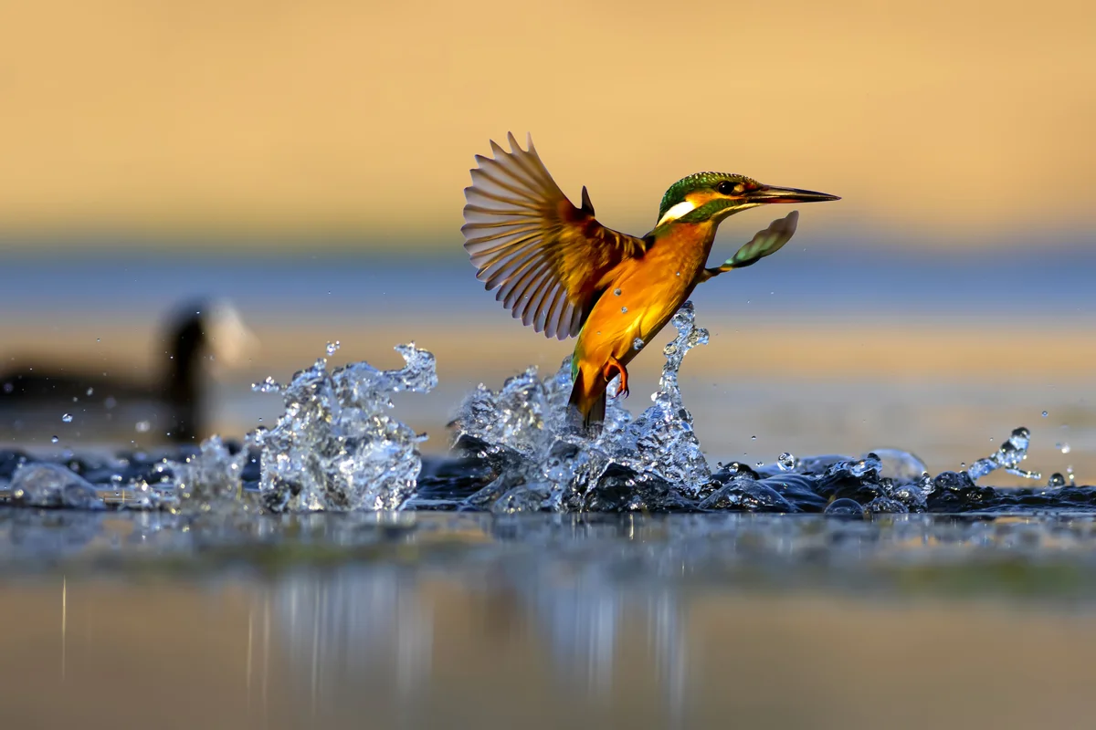 Der Eisvogel Lebensraum Gewässer - Vögel in Europa