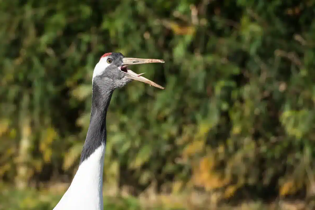 Der Ruf des Kranich - Vögel in Europa