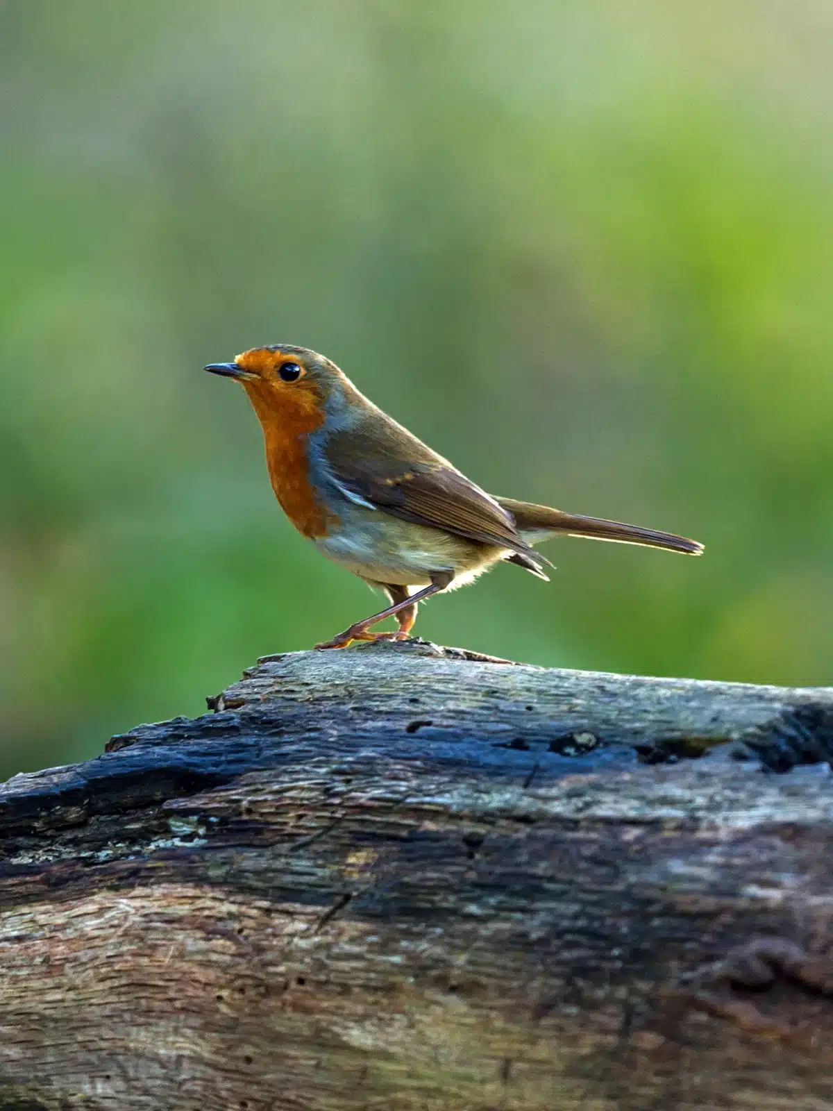 Die Lebenserwartung der Rotkehlchen - Wildtiere in Europa