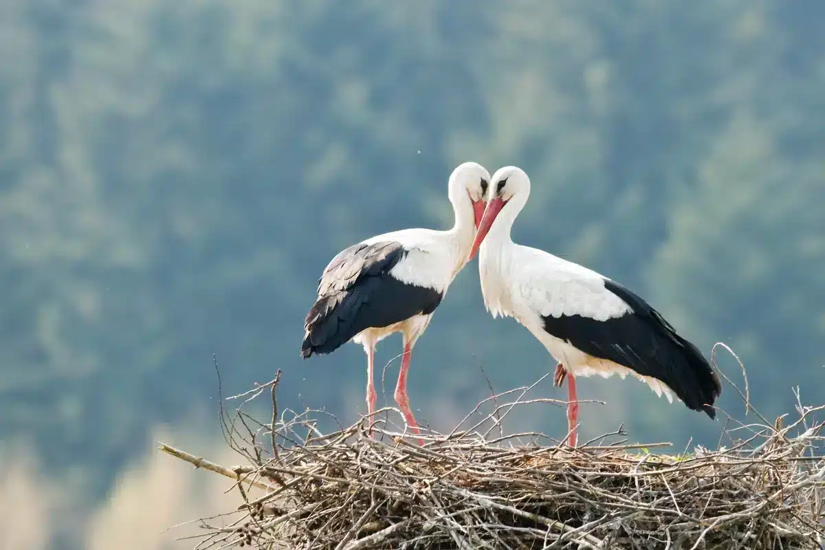 Die Storch Brutzeit - Vögel in Europa