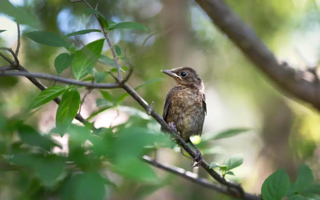 Amsel Jungvögel – Entwicklung, Nestphase und erste Flugversuche