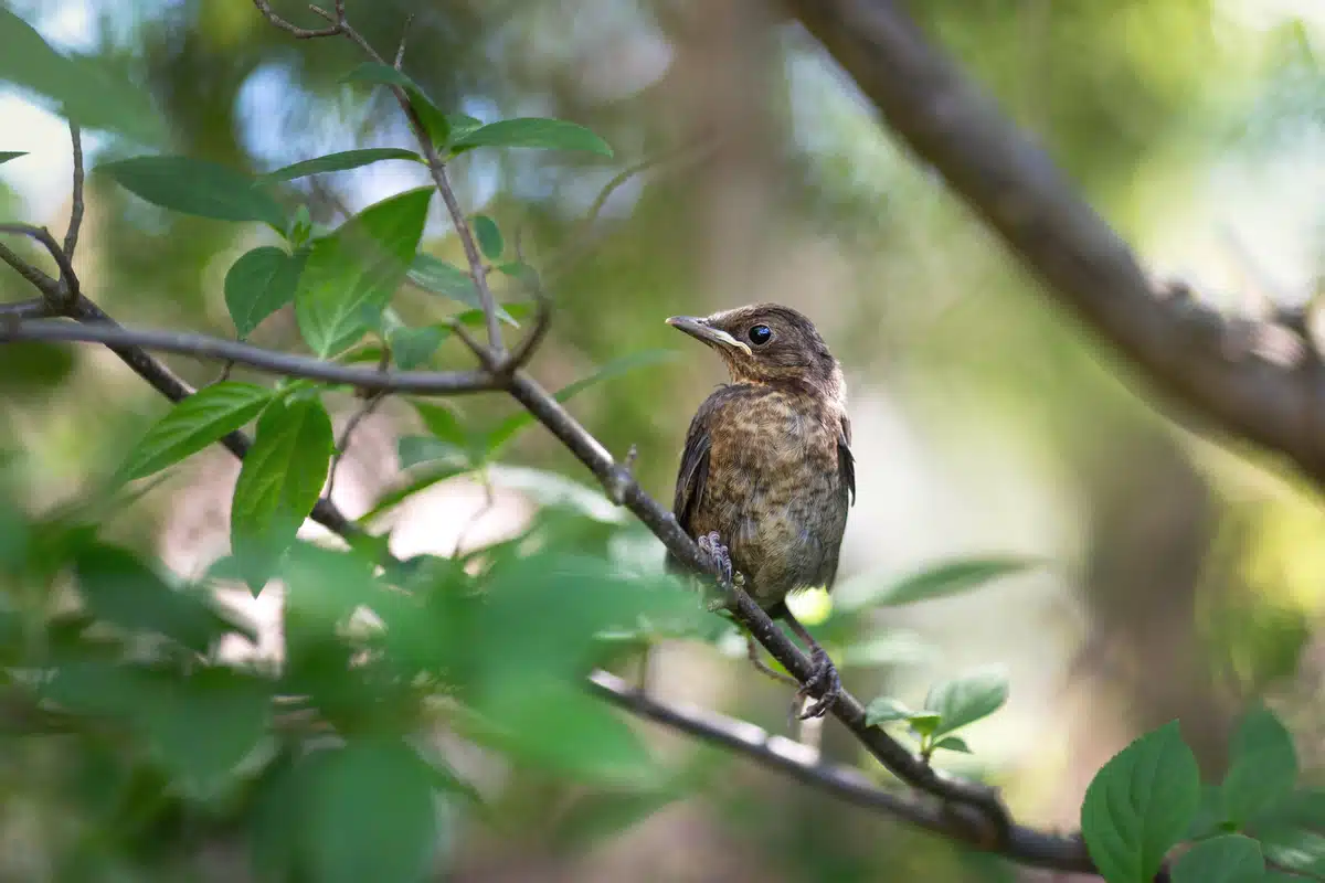 Ein Amsel Jungvogel - Wildtiere in Europa