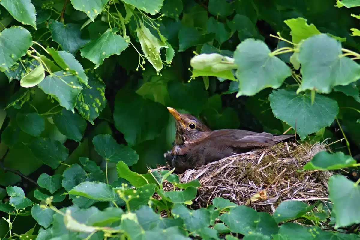 Eine brütende Amsel - Wildtiere in Europa