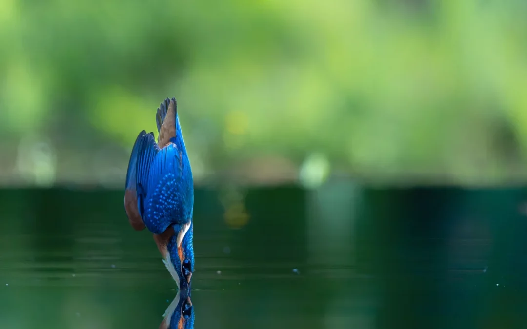 Pracht und Präzision – die faszinierendsten Eisvogel Besonderheiten im Überblick