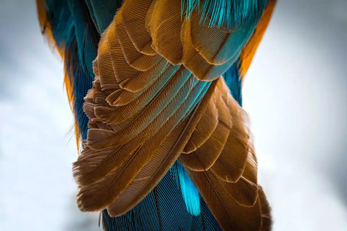 Eisvogel Besonderheiten sein Gefieder - Vögel in Europa Eisvogel Besonderheiten sein Gefieder - Vögel in Europa