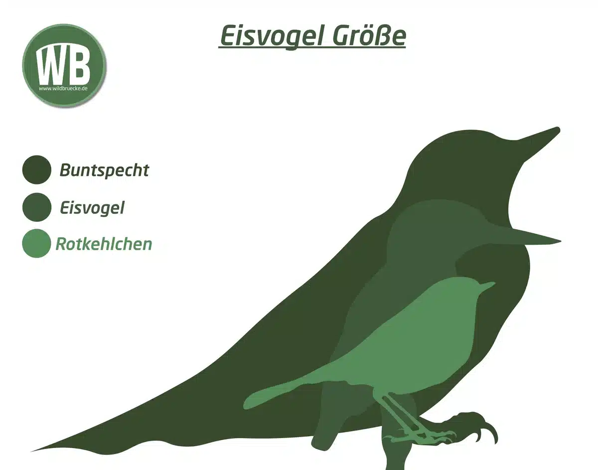 Eisvogel Größe im Vergleich zum Buntspecht und Rotkehlchen - Vögel in Europa Eisvogel Größe im Vergleich zum Buntspecht und Rotkehlchen - Vögel in Europa