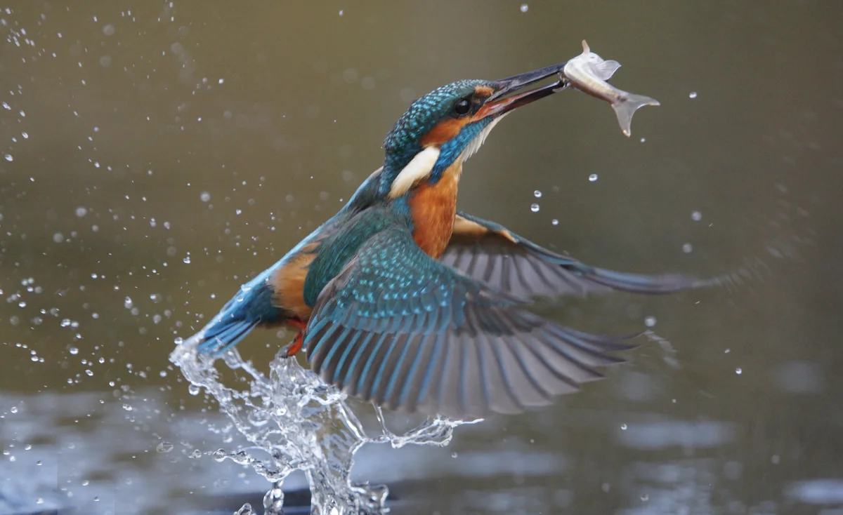 Eisvogel Nahrung Fische - Vögel in Europa