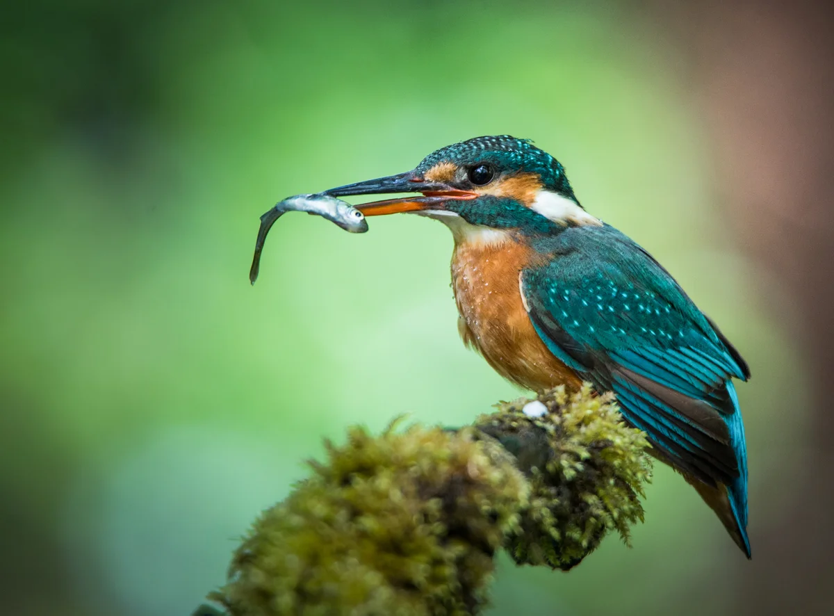 Eisvogel Nahrung - Vögel in Europa