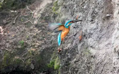 Das Eisvogel Nest – Ein Meisterwerk im Verborgenen