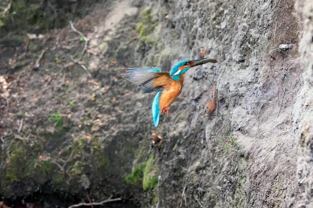 Eisvogel Nest - Vögel in Europa