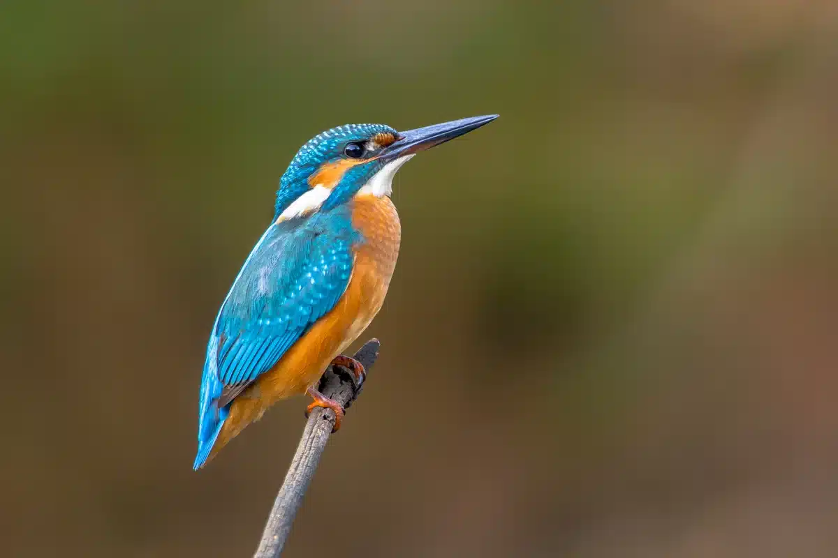 Eisvogel Ruf - Vögel in Europa Eisvogel Ruf - Vögel in Europa