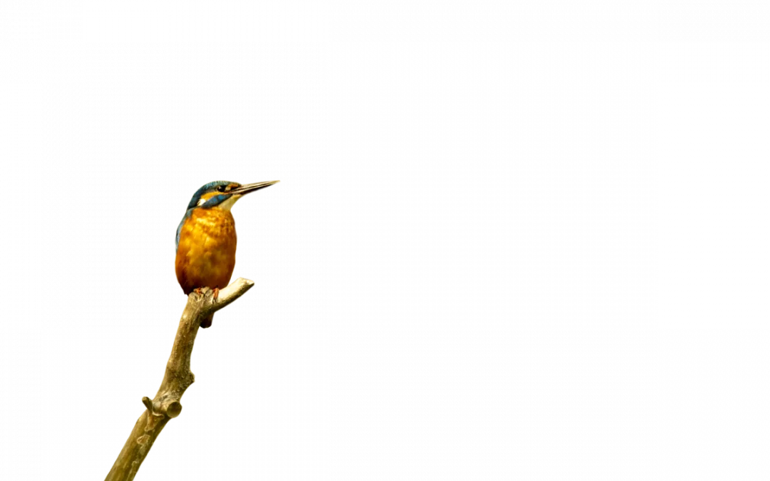 Eisvogel