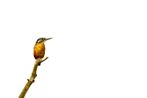 Eisvogel - Vögel in Europa